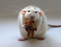 Baby Mouse and Teddy