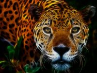 in the jungle