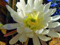 Night blooming cereus cactus flower