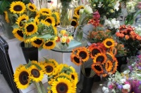 Summer Market