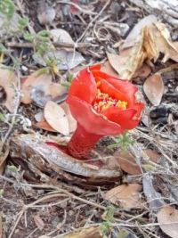 Haemanthus sanguineus