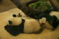 panda's vienna