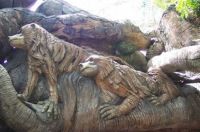 Carvings on 500 yr. old tree