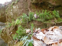Fern and moss on rocks