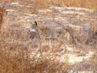 CAMOUFLAGED COYOTE