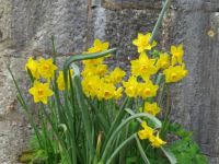 A host of golden daffodils