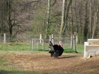 The turkey ...