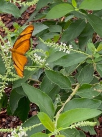 Butterly on Plants