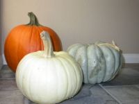 Autumn Pumpkins-Orange one is a Challenger. White one is a Lumina. Blue one is a Jarrahdale