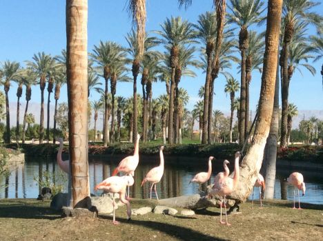 Flamingos in Palm Springs!