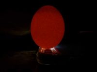 heres a brown chicken egg under iphone light