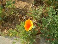 California poppy