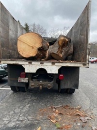 Tree in truck