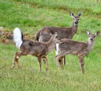 Deer in New York
