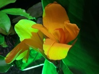 Orchid from Singapore