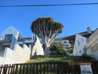 Dragon Blood Tree.    Dracaena cinnabari