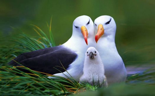 Black-browed Albatross And Chick....