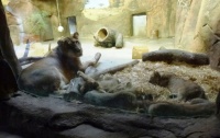Four lion cubs sleeping