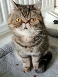 Exotic Shorthair