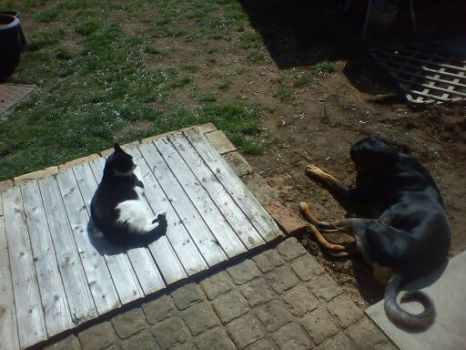 Neville and Little Ant sun bathing