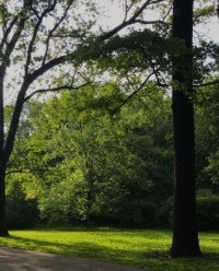 Evening Sun, Tower Grove Park (medium)