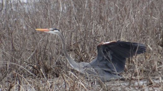Great Heron
