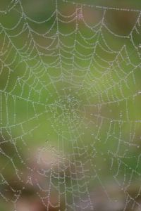 Spider web Oregon Thanksgiving Day