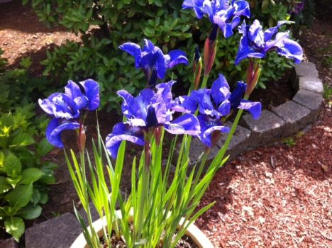 Same Blue Iris -- again, I think that's what these are.