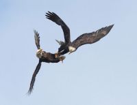 bald eagle courtship