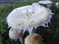 mushroom 19