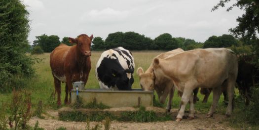 Mooove over, I'm thirsty too!