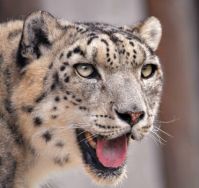 An ounce of snow leopard