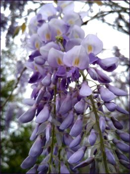 Wisteria in April