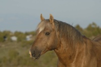 2010   Cloud's  son    BOLDER    PRYOR MOUNTAIN HORSES