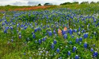 TX bluebonnets