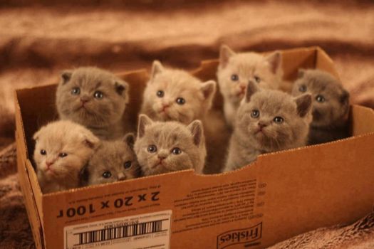 A box of cuteness