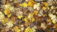 autumn Leaves