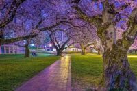 Cherry Trees at University of Washington by Bob Noble