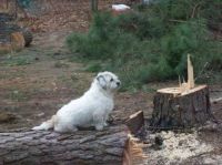 His majesty Merlin has conquerd the tree