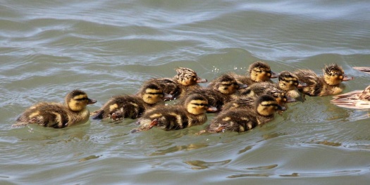 Mallard Ducklings, San Elijo Lagoon, Cardiff, California