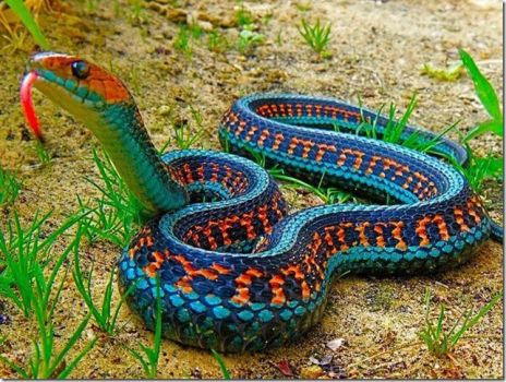 Jigsaw Puzzle | California red side garter snake | 48 ...