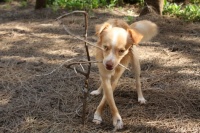 Awesome Eddie's forest ballet