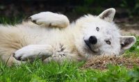 Wolves Turn Into Adorable Puppies For Belly Rubs