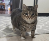 Ethel Cat OIIA OIIA cat