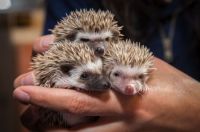 portland-pygmy-hedgehog