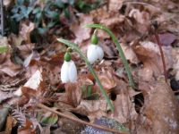 Snowdrops and leaves