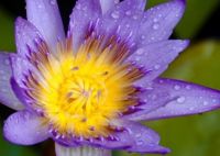waterlilly