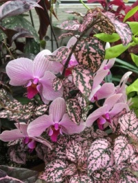 Orchids, Denver Botanic Gardens
