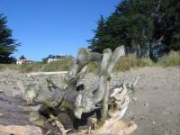 driftwood