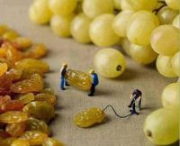 Makin grapes